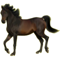 Cheval de selle Pur-Sang Anglais Bai Brûlé