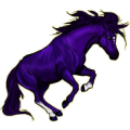 Poney Pottok Pie Overo Noir