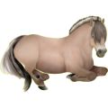 Poney Fjord Brunblakk