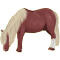 Poney Fjord Rodblakk