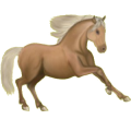 Cheval de selle Quarter Horse Bai