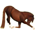 Cheval de selle Pur-Sang Anglais Alezan