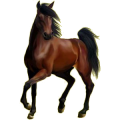 Cheval de selle Quarter Horse Bai
