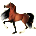 Cheval de selle Quarter Horse Rouan