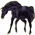 Pégase de selle Trotteur Américain Noir