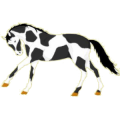 Cheval de selle Selle Français Bai Brûlé