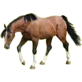 Cheval de selle Quarter Horse Bai