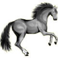Cheval de selle Trakehner Gris Pommelé