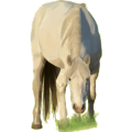 Cheval de selle Bai Brûlé
