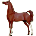 Cheval de selle Henson Isabelle
