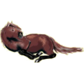 Poney Fjord Brunblakk