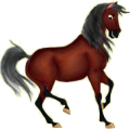 Cheval de selle Akhal-Téké Bai Cerise