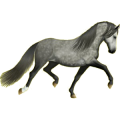 Cheval de selle Paint Horse Pie Tobiano Gris Pommelé