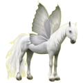Poney pégase Pottok Pie Tobiano Gris Pommelé