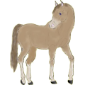 Cheval de selle Quarter Horse Bai Cerise