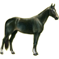 Cheval de selle Arabe Gris Pommelé