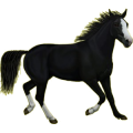 Poney Connemara Gris Souris