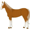Cheval de selle Selle Français Alezan