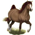 Poney Français de Selle Gris Clair