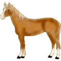 Cheval de selle Quarter Horse Bai
