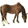 Poney Haflinger Palomino