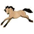 Cheval de selle Quarter Horse Bai