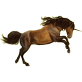 Licorne de selle Quarter Horse Bai