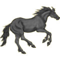 Cheval de selle Quarter Horse Noir