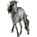 Cheval de selle Quarter Horse Gris Pommelé