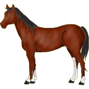 Cheval de selle Trotteur Américain Bai