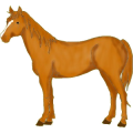 Cheval de selle Quarter Horse Alezan