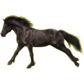 Poney Français de Selle Rouan