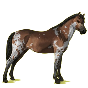 Poney Welsh Gris Souris