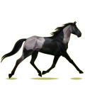 Pégase de selle Trotteur Français Noir