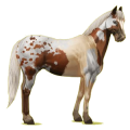 Cheval de selle Quarter Horse Palomino