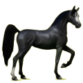 Cheval de selle Arabe Noir