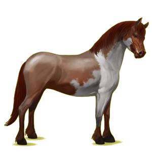 Poney Connemara Aubère