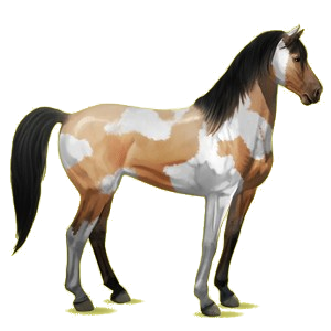 Cheval de selle Mustang Bai Brûlé