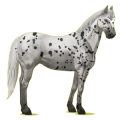 Cheval de selle Appaloosa Leopard Noir