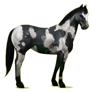 Cheval de selle Paint Horse Pie Overo Noir
