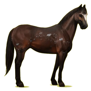 Pégase de selle Quarter Horse Bai Cerise