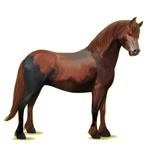 Poney Quarter Pony Alezan