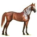 Cheval de selle Pur-Sang Anglais Aubère