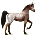 Cheval de selle Arabe Rouan