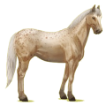 Cheval de selle Quarter Horse Palomino