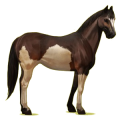 Cheval de selle Quarter Horse Noir