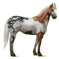Pégase de selle Few Spots Noir