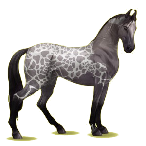 Cheval de selle Marwari Noir