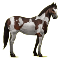 Cheval de selle Bai