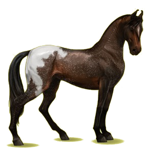 Cheval de selle Marwari Bai Cerise